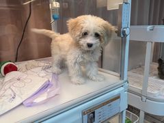 -翊宠yipet猫狗购宠庄园犬舍•猫舍