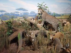 -陕西自然博物馆