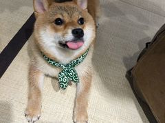 -逗柴咖啡屋·狗咖猫咖宠物桌游
