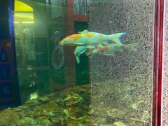 -齐海鱼圣深海石斑鱼火锅店(极地海洋世界店)