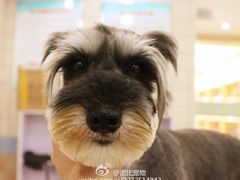 8773d31bgw1ejdaeysblbj21kw193dp6-诺比宠物医院心脏内科·泌尿肾内外科·骨科急重症