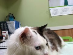 -瑞鹏宠物医院·夜间急症·心超·猫科(祖庙分店)