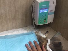 -北京观赏动物医院·24小时大型综合·猫专科·异宠专科