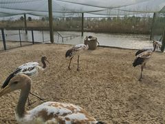 -盐城丹顶鹤湿地生态旅游区
