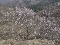 -蟠龙山长城景区
