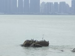 -观澳平台
