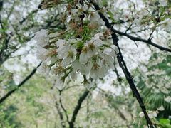 -武汉大学-樱园