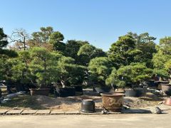 -龙大花卉苗木市场