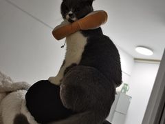 -灵美宠物诊所