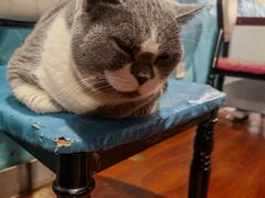 -猫小院猫主题咖啡厅(北锣店)