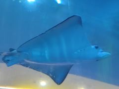 -乐从天佑城海洋馆