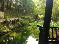 -桂湖森林公园