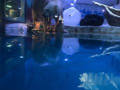 -芜湖新华联大白鲸海洋公园