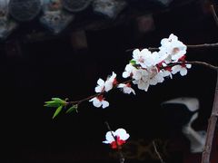 -碑林公园