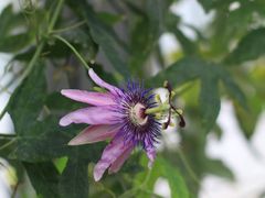 -国家植物园南园