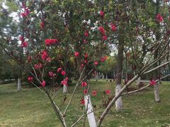 -艾溪湖湿地公园