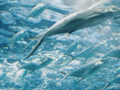 -上海海洋水族馆