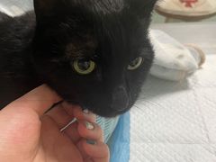 -纳吉亚猫专科动物医院博雅分院