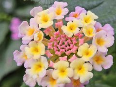 -大妙火锅·非物质文化遗产(东湖公园店)