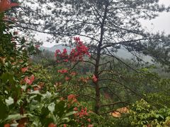 -广东花都湖国家湿地公园