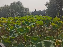 -高子水居