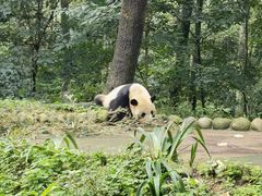 -中国大熊猫保护研究中心雅安碧峰峡基地