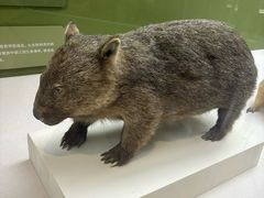 -国家自然博物馆