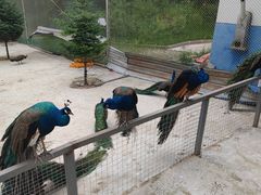 -青峰峡国家森林公园