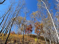 -塞罕坝国家级自然保护区