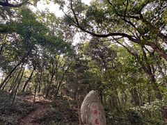 -上海佘山国家森林公园天马山园