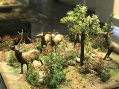 -北京麋鹿生态实验中心