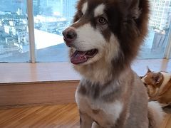 -喵小馆·猫咖狗咖猪咖·饮品店