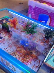 点击看大图 -卡通尼·Safari非洲探索乐园·生日会(金桥国际商业广场店)