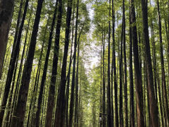 -山王坪喀斯特国家生态公园