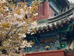 -洛阳白马寺