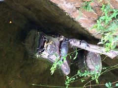 iphone_upload_pic-九龙公园