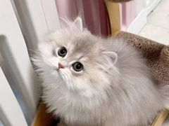 -猫十亿·布偶金渐层·曼基康矮脚猫舍(青年路店)