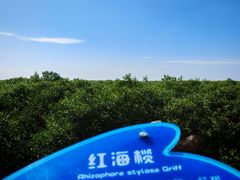 -北海金海湾红树林生态旅游区