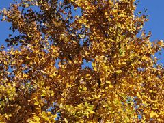 -北京西山国家森林公园