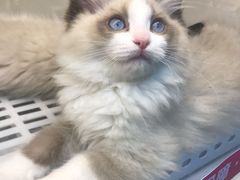 -lincat·猫舍(广州店)