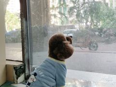 -宠颐生猫科·内科皮肤科(西平世纪城店)