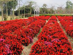 -广东花都香草世界旅游度假区