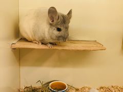 -龙猫仔乐园(惠福东路店)