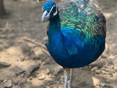 -燕塞湖鸟语林景区