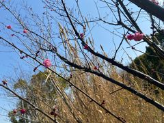 -昆山城市生态森林公园