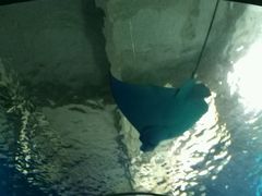 -北戴河圣蓝海洋公园