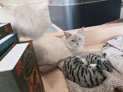 -瞄一喵猫咖(格力海岸店)
