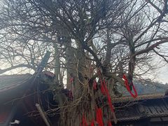 -青城山