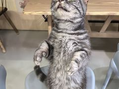 -豆逗聊愈猫阁Easy Life