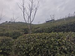 -长沙黑麋峰国家森林公园